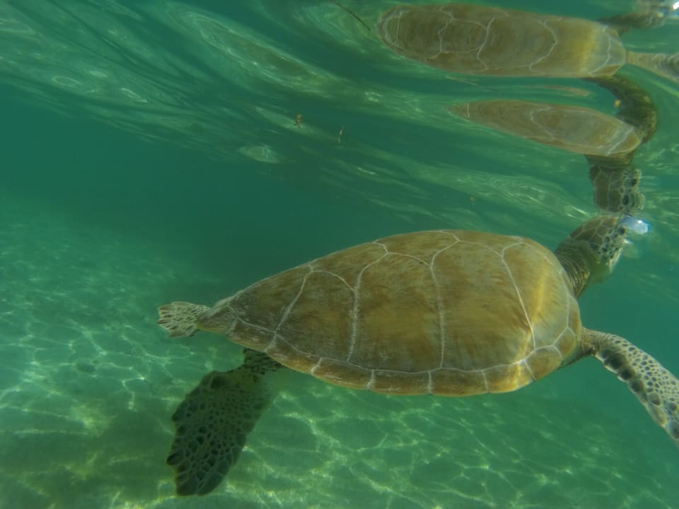 Sport & Freizeit Akumal Bay Beach & Wellness Resort