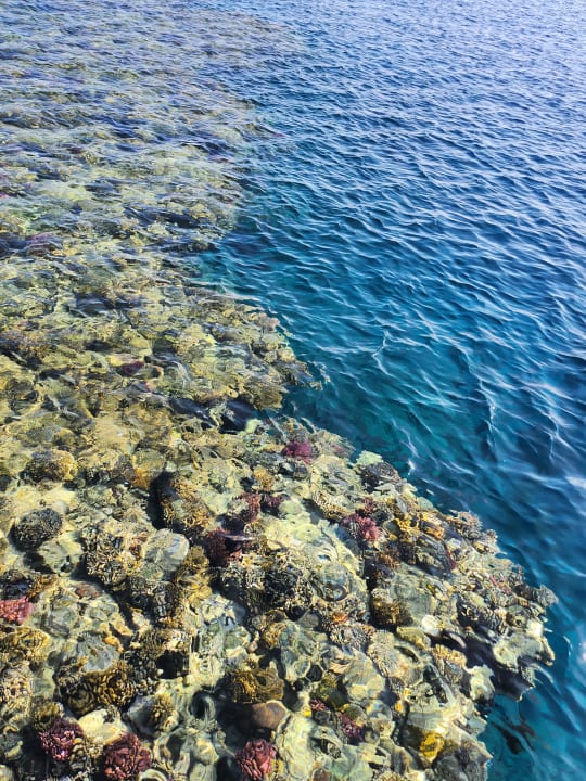 Strand Pickalbatros Palace Hotel-Port Ghalib