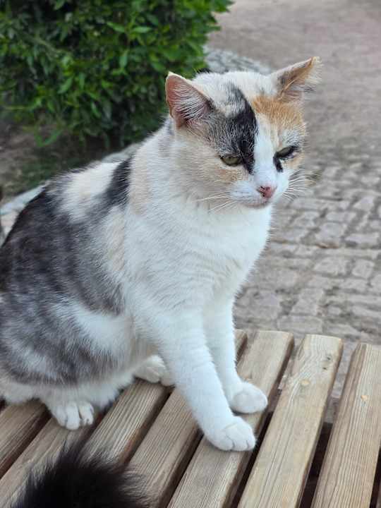 Ausblick Giftun Azur Resort