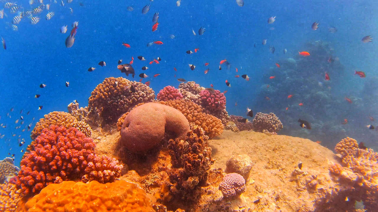 Strand Pickalbatros Citadel Resort