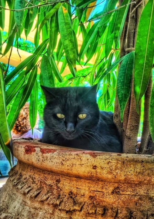 Der eigentliche Chef des Hotels Hotel Les Deux Tours