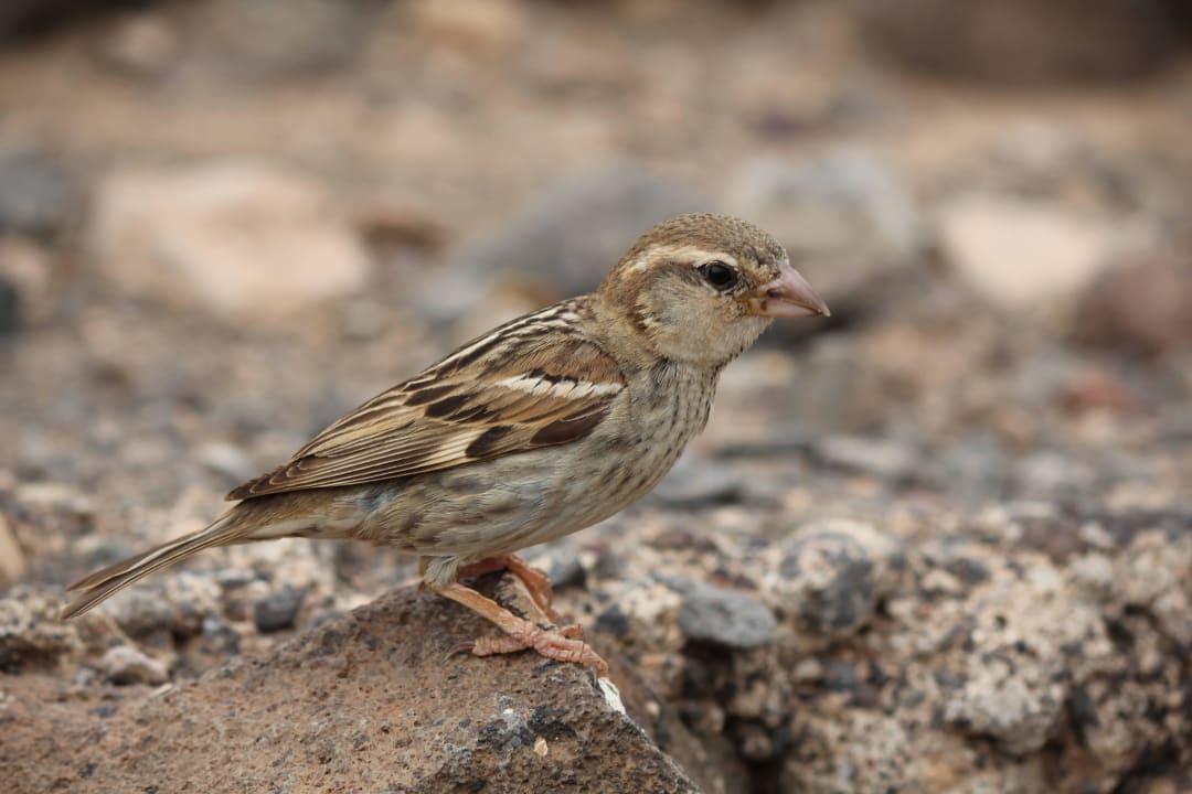 SBH Club Paraiso Playa SBH Club Paraiso Playa