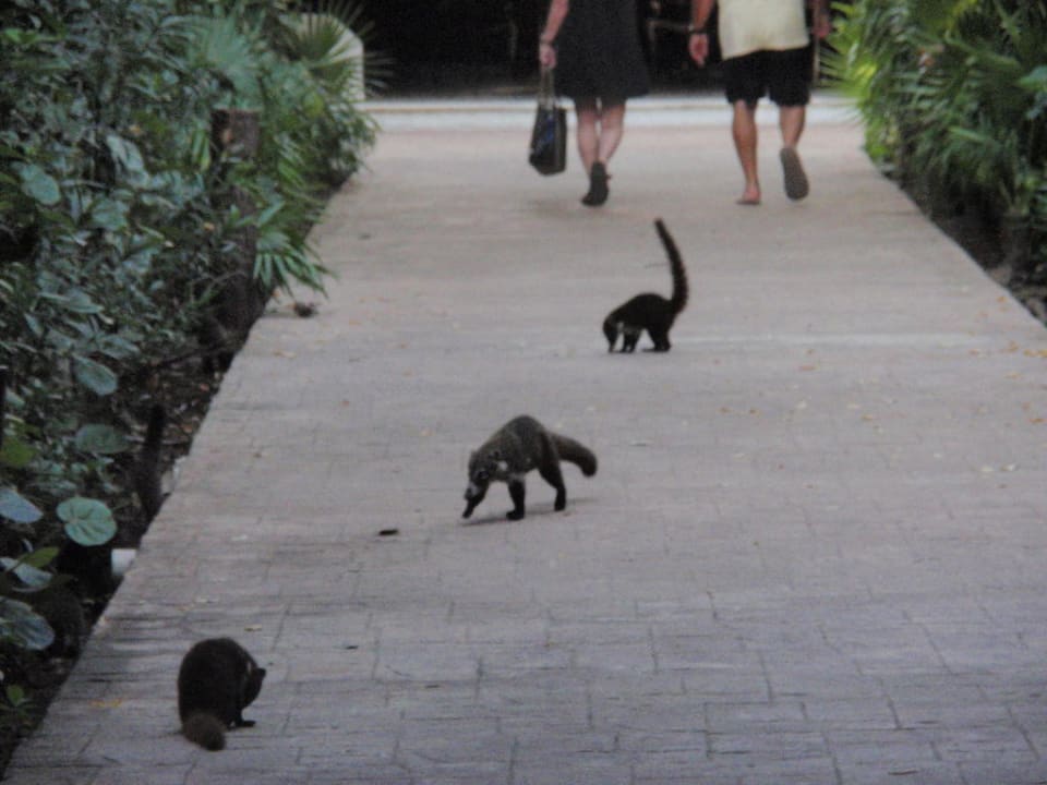 Süße Nasenbären auf dem Weg zur Lobby Catalonia Playa Maroma