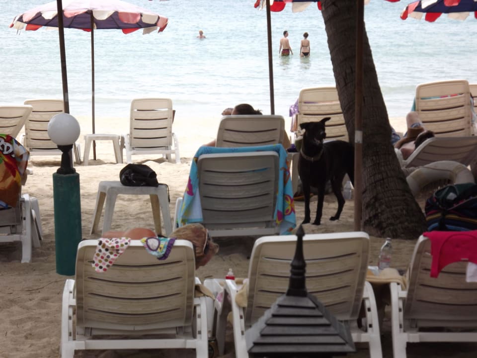 Inklusive Streuner The Fair House Beach Resort