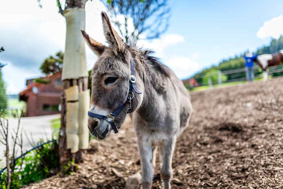 Sport & Freizeit Kinderbauernhof Wilmershof