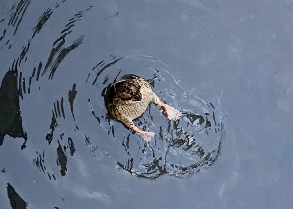 Gartenanlage ACHAT Hotel Bad Dürkheim