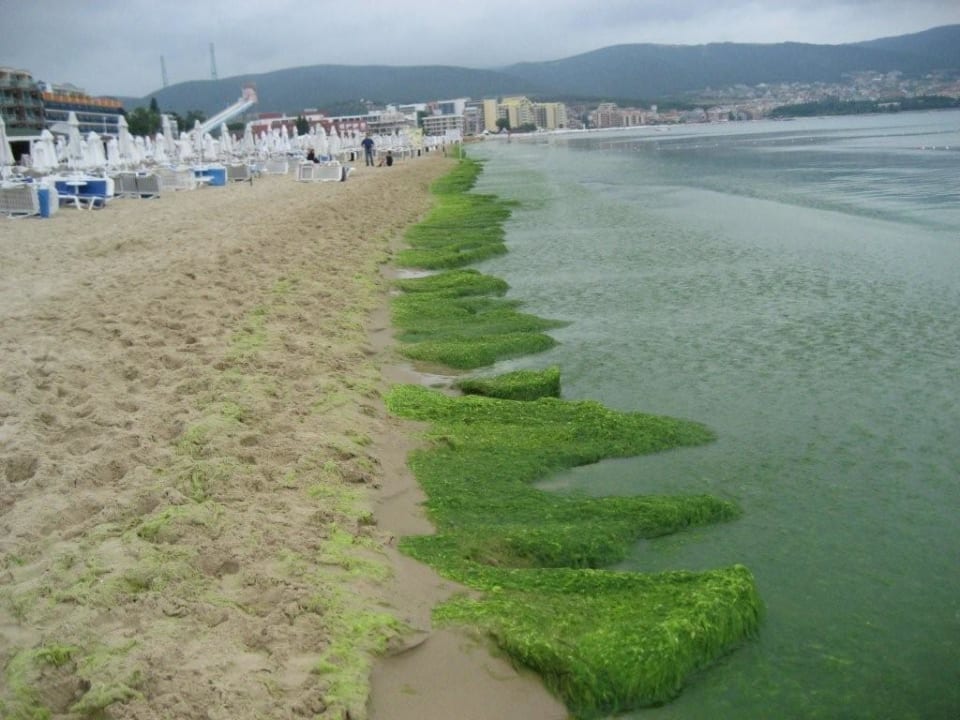 Algen wohin man schaute Effect Grand Victoria Hotel