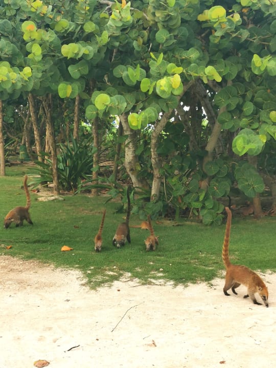 Gartenanlage Bahia Principe Grand Tulum