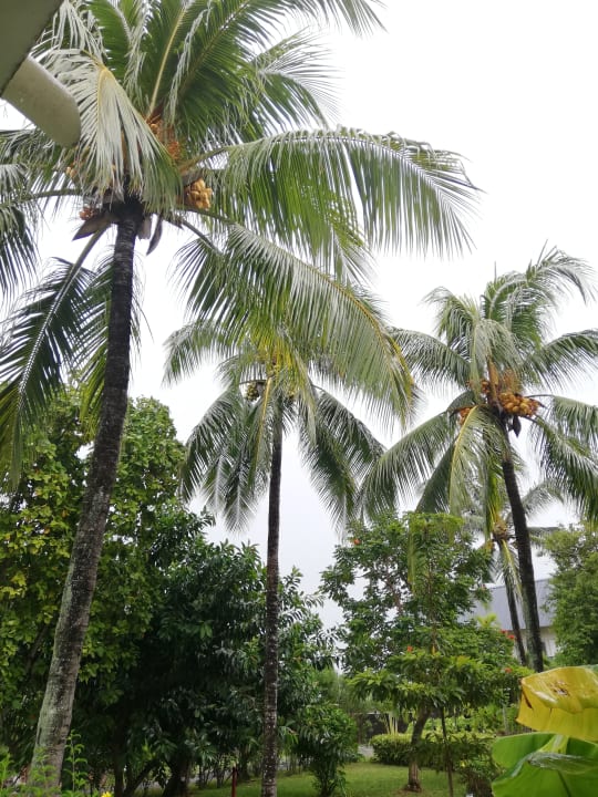 Garten Ambre Mauritius