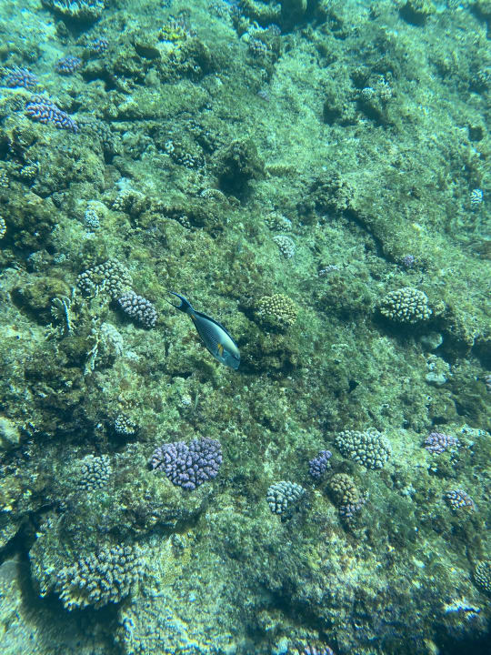 Sport & Freizeit Three Corners Sea Beach Resort