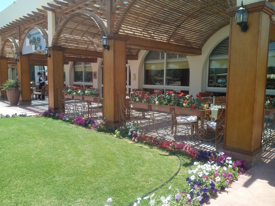 Sonstiges Desert Rose