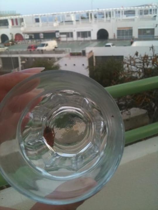 Unser 1. Fang "Kakki" die Kakerlake HOVIMA La Pinta Beachfront Family Hotel