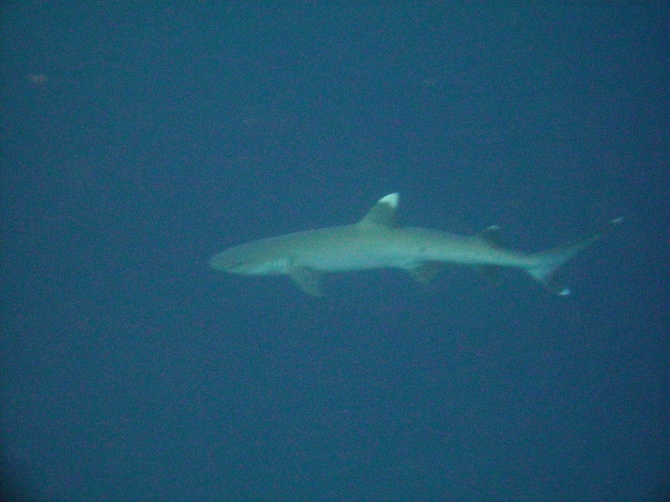 Hausriff Sun Siyam Vilu Reef