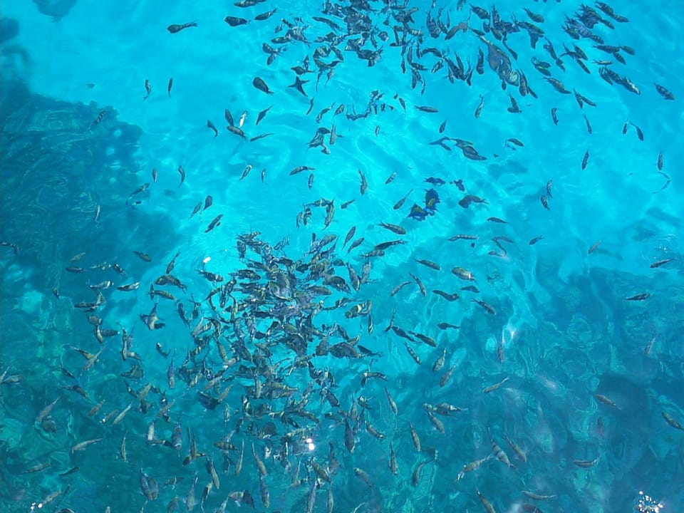 Fische Pickalbatros Aqua Park Resort - Hurghada