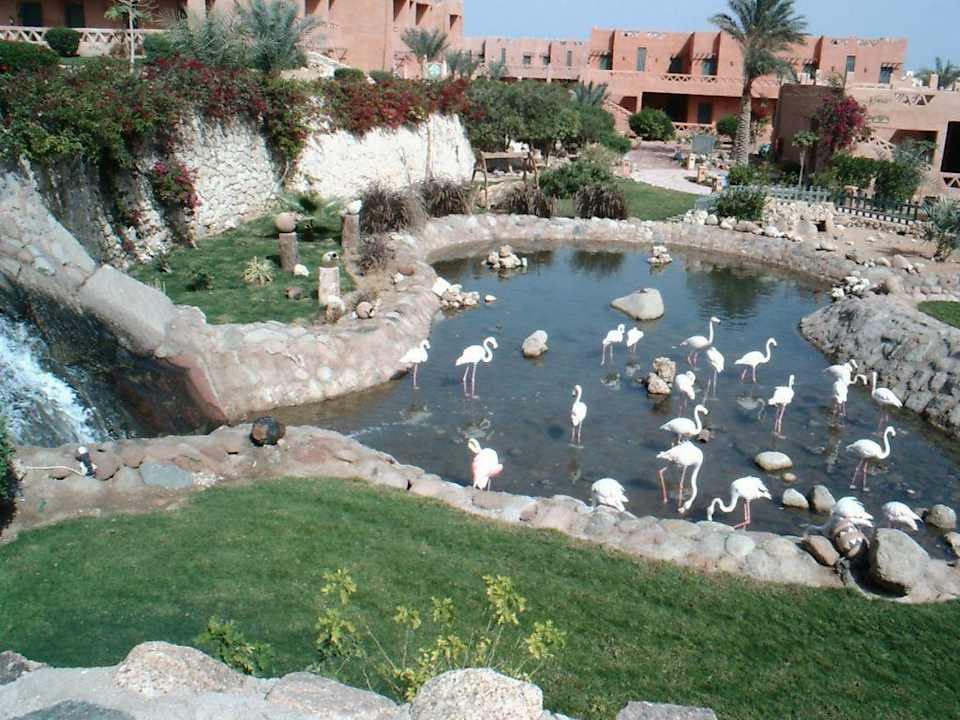 Teil des Parks mit Flamingos Hotel Hauza Beach Resort