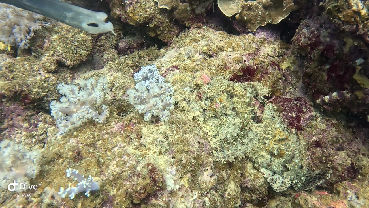 Sport & Freizeit Lagoon Attitude - Adults only