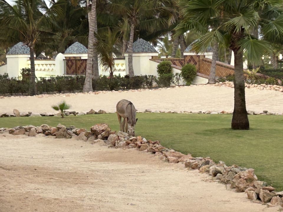 Gartenanlage Hotel Riu Karamboa