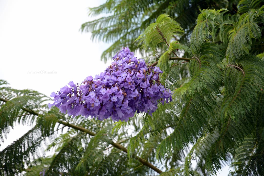 Titanic Deluxe Belek Titanic Deluxe Golf Belek