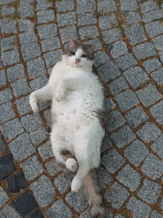 Sonstiges Sentido Trendy Verbena Beach