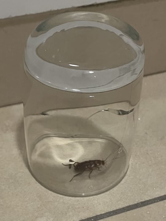 Zimmer Melia Las Dunas