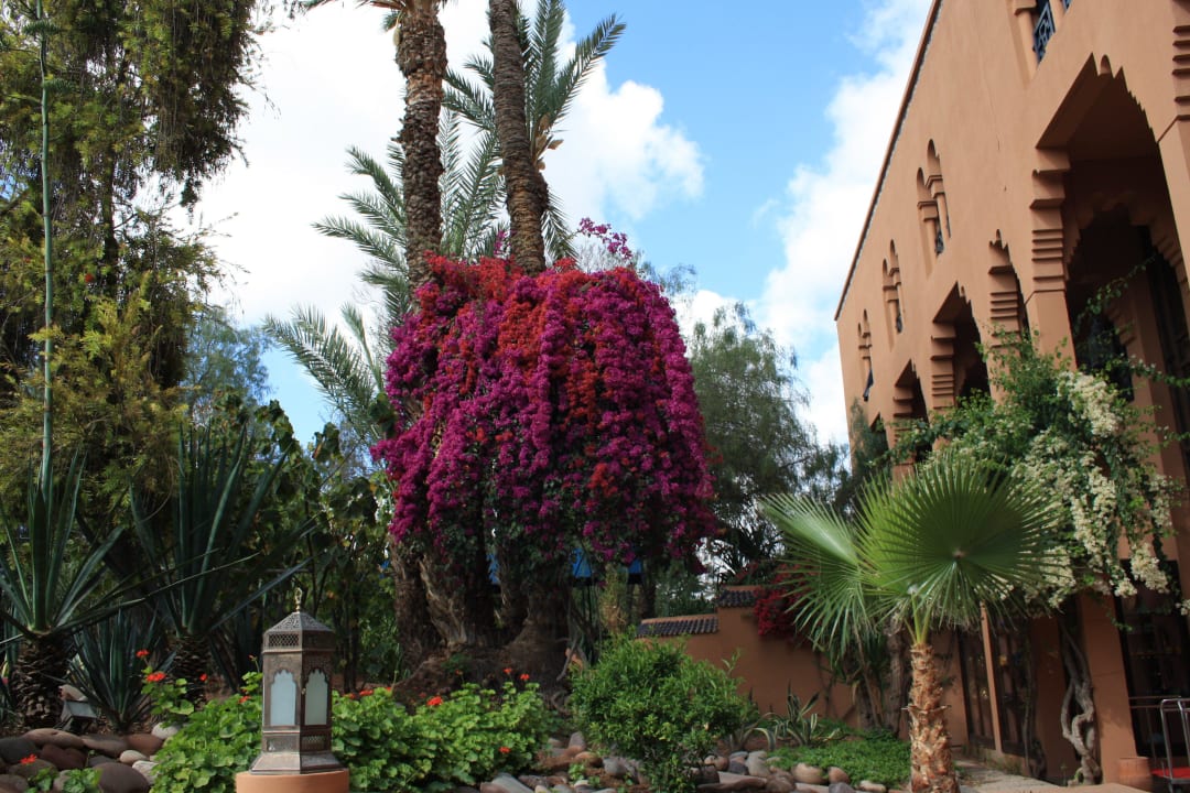 Blick in den Garten Hotel Riu Tikida Garden - Adults Only