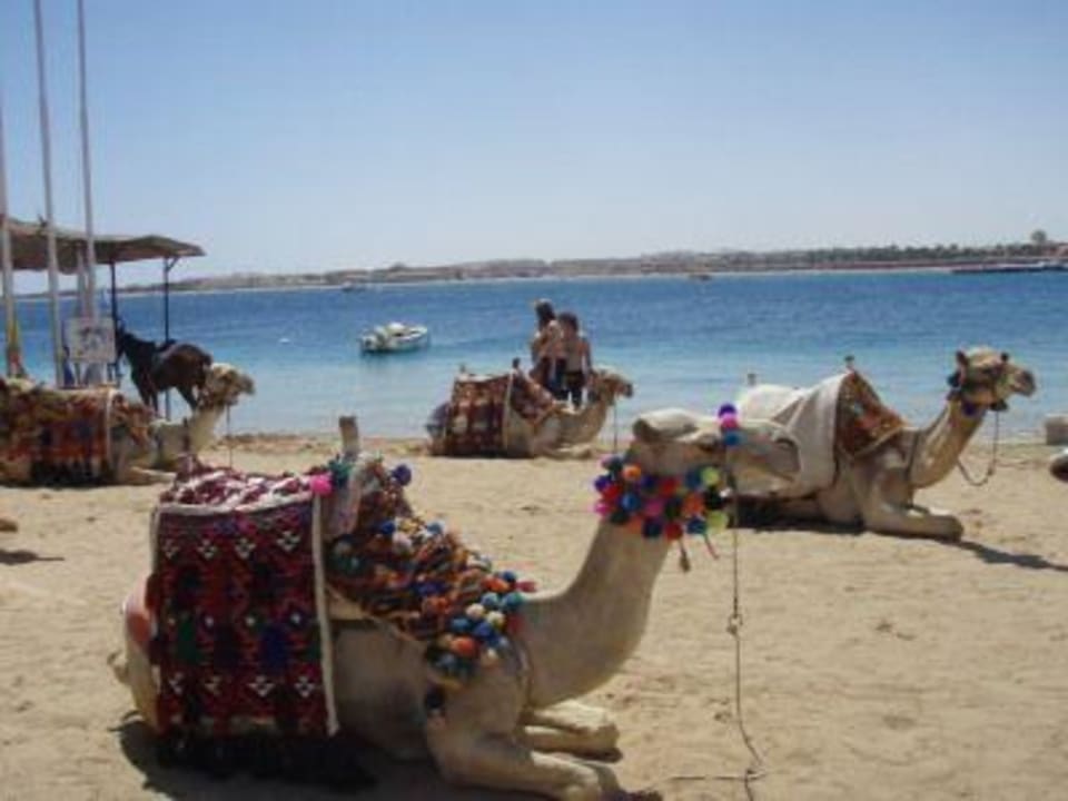 Kamelreiten Grand Makadi