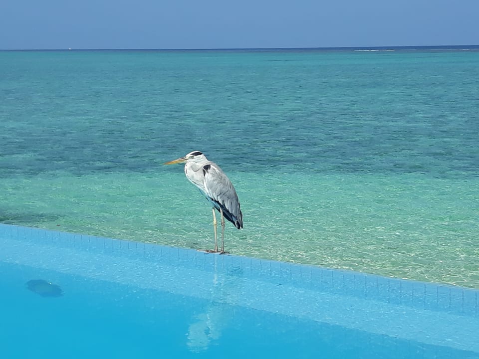 Strand Summer Island Maldives