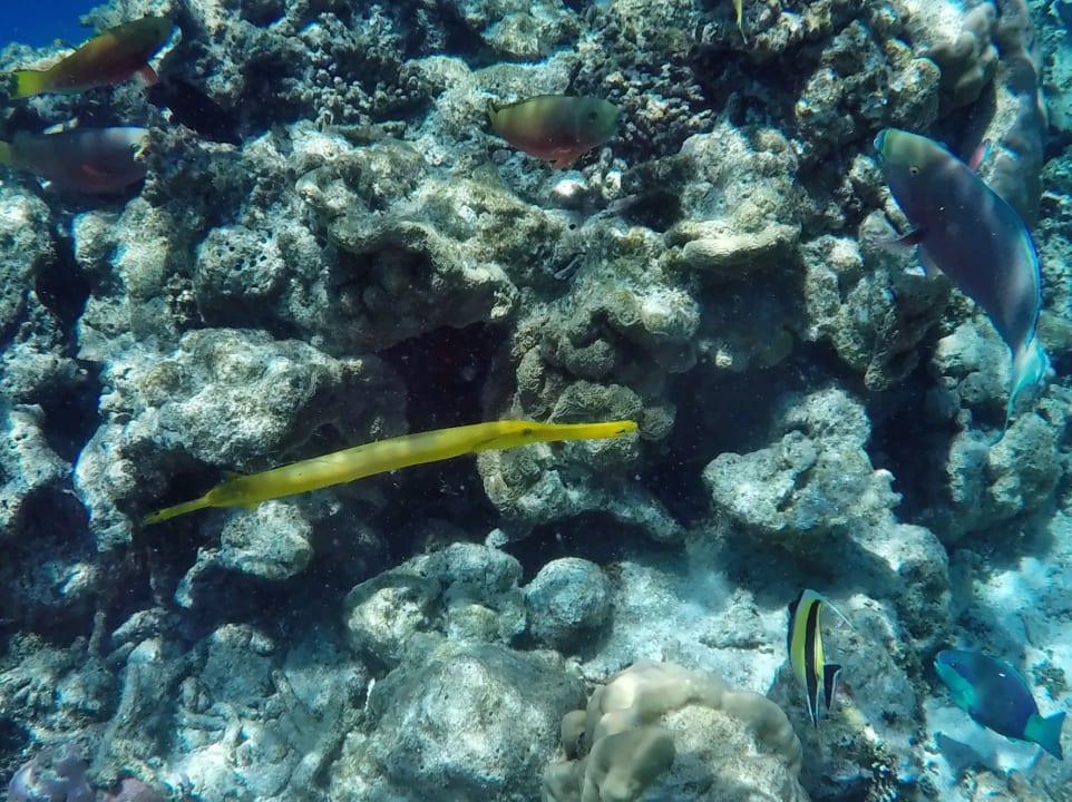 Papageienfische,  Trompetenfisch,  Halfterfisch NH Collection Maldives Havodda Resort