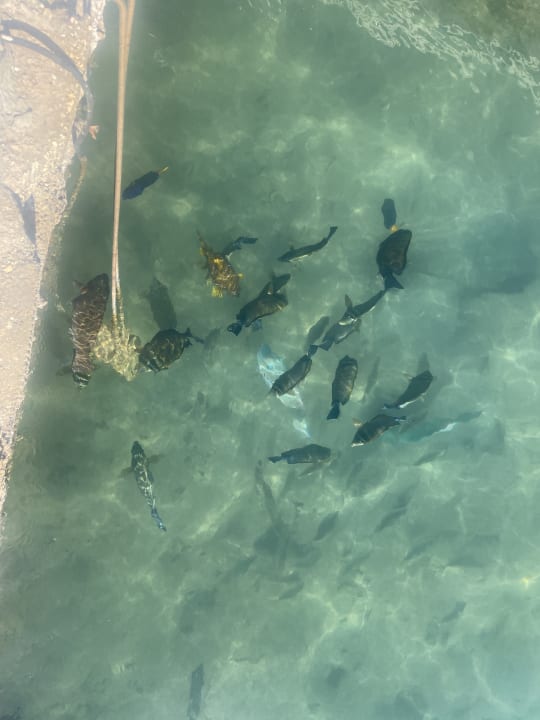 Sonstiges Pickalbatros Dana Beach Resort - Hurghada