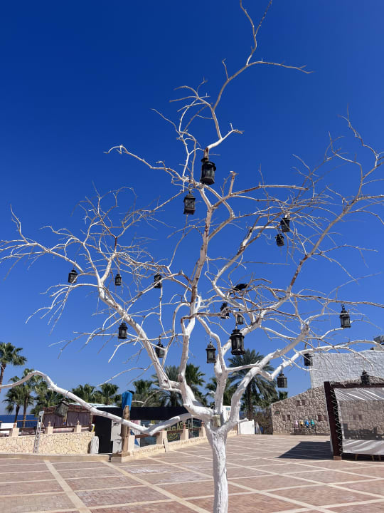 Gartenanlage Sharm Club Beach Resort