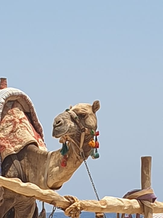 Strand Malikia Resort Abu Dabbab