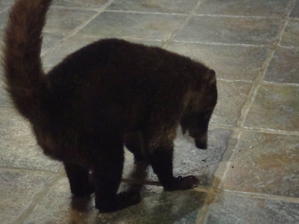 Hotel Catalonia Playa Maroma Catalonia Playa Maroma