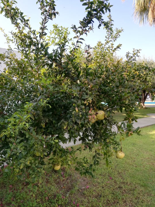 Sonstiges TUI KIDS CLUB Alex Beach