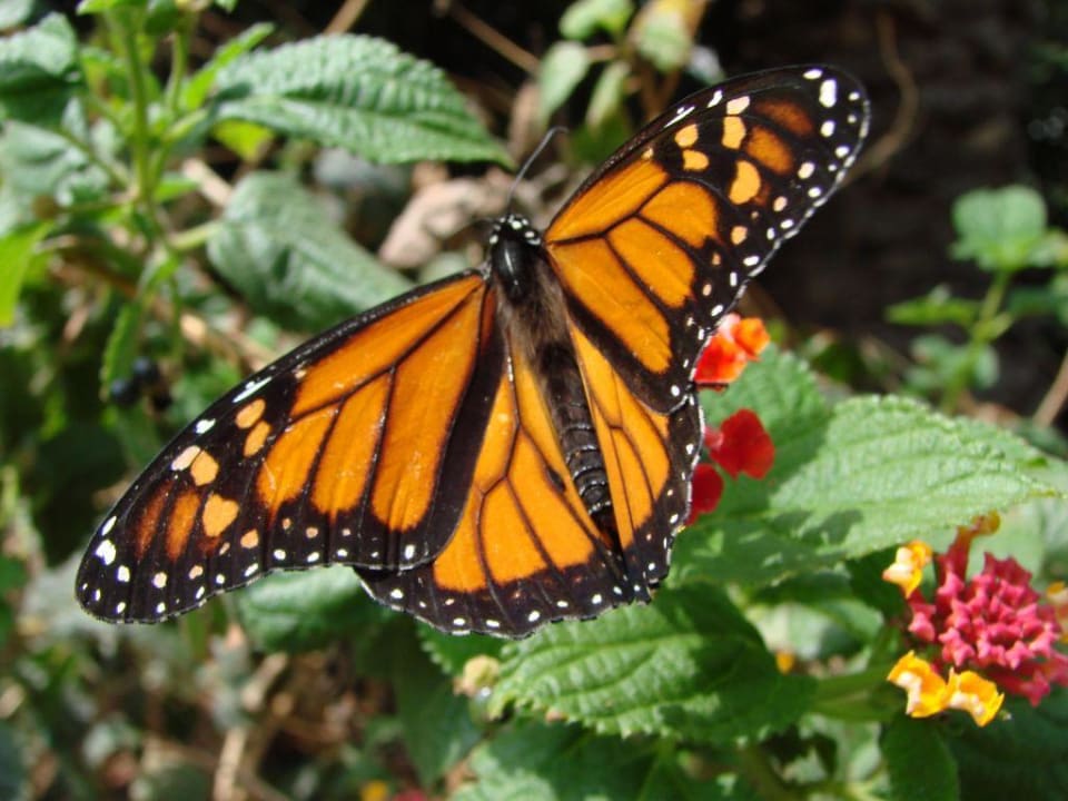 Schmetterling in der Gartenanlage des Hotels. Bull Escorial & Spa
