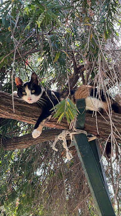 Gartenanlage Side Star Elegance