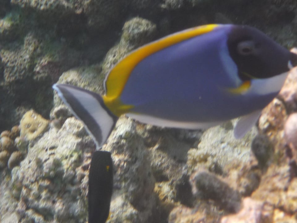 Riff Biyadhoo Island Resort