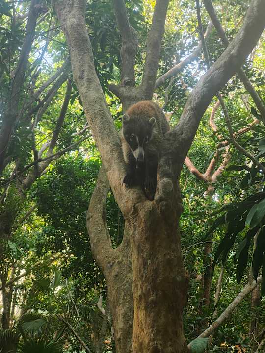 Gartenanlage Catalonia Royal Tulum Beach & Spa Resort - Adults only