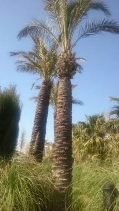 Palme Trendy Aspendos Beach Hotel