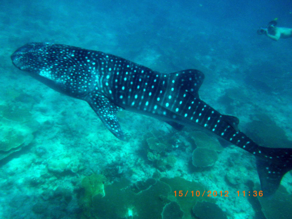 Walhai Vilamendhoo Island Resort & Spa