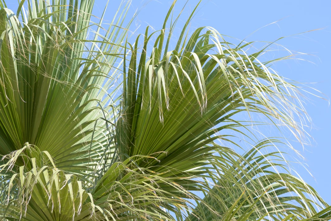 Gartenanlage allsun Hotel Lago Playa Park