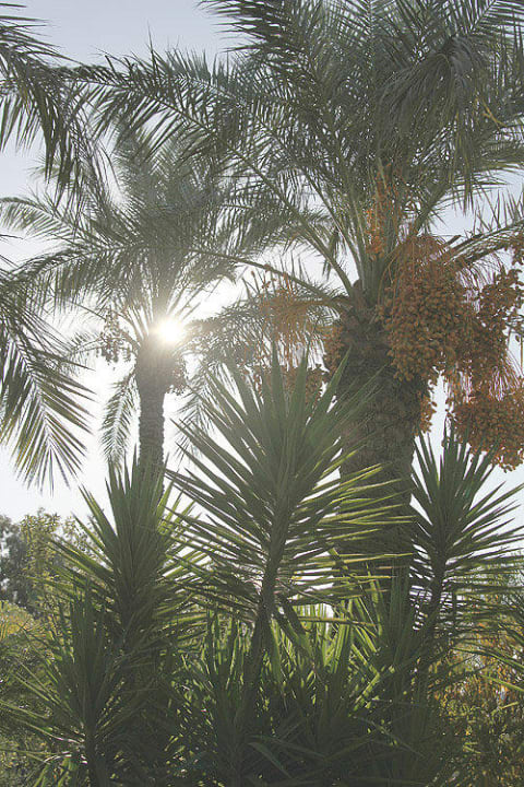 Palmen Sunis Kumköy Beach Resort Hotel & Spa