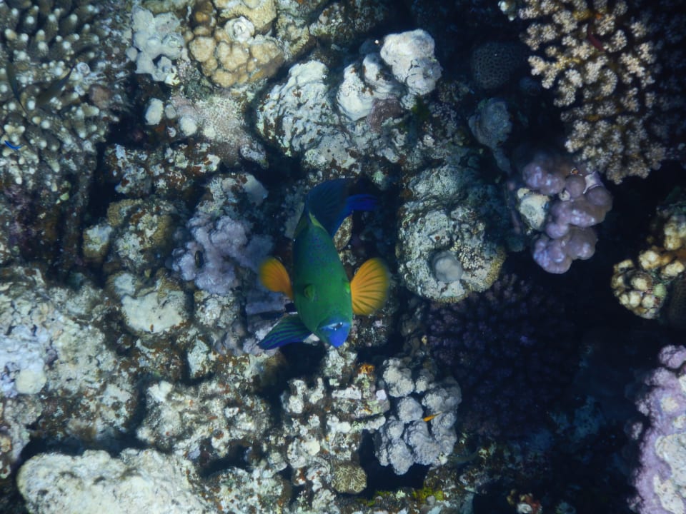 Sonstiges Makadi Spa - Adults only