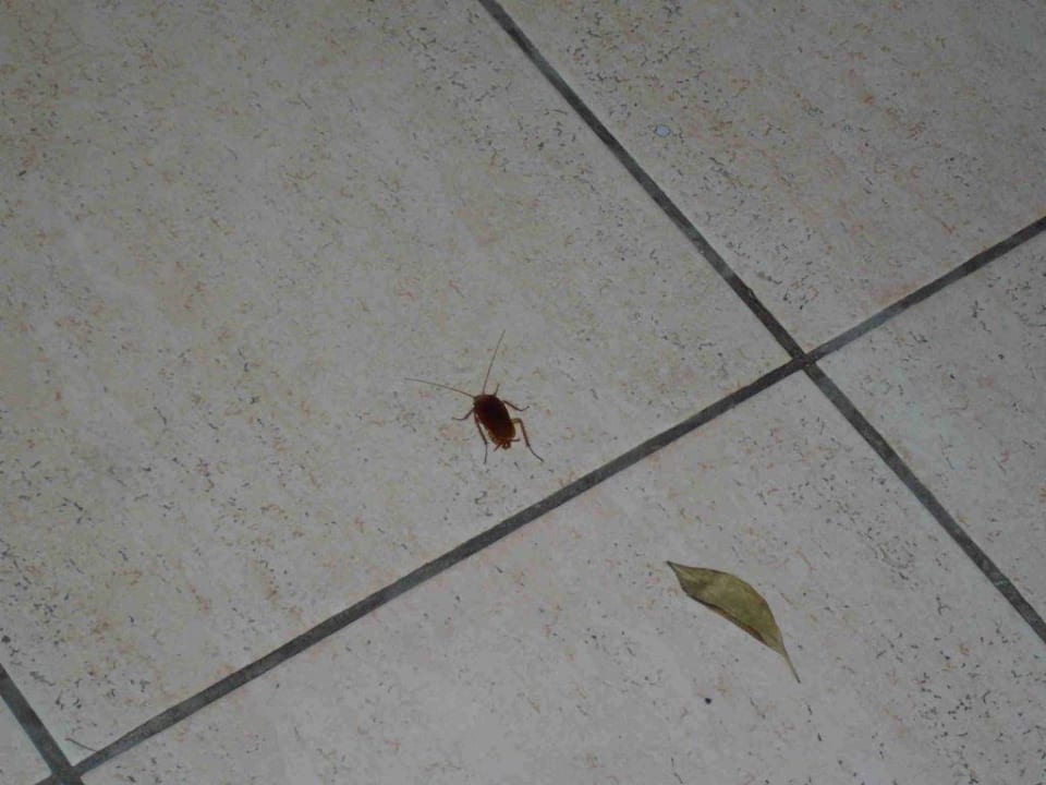 Kakalake auf dem Weg ins Hotelzimmer am Pool! Hotel Kahya