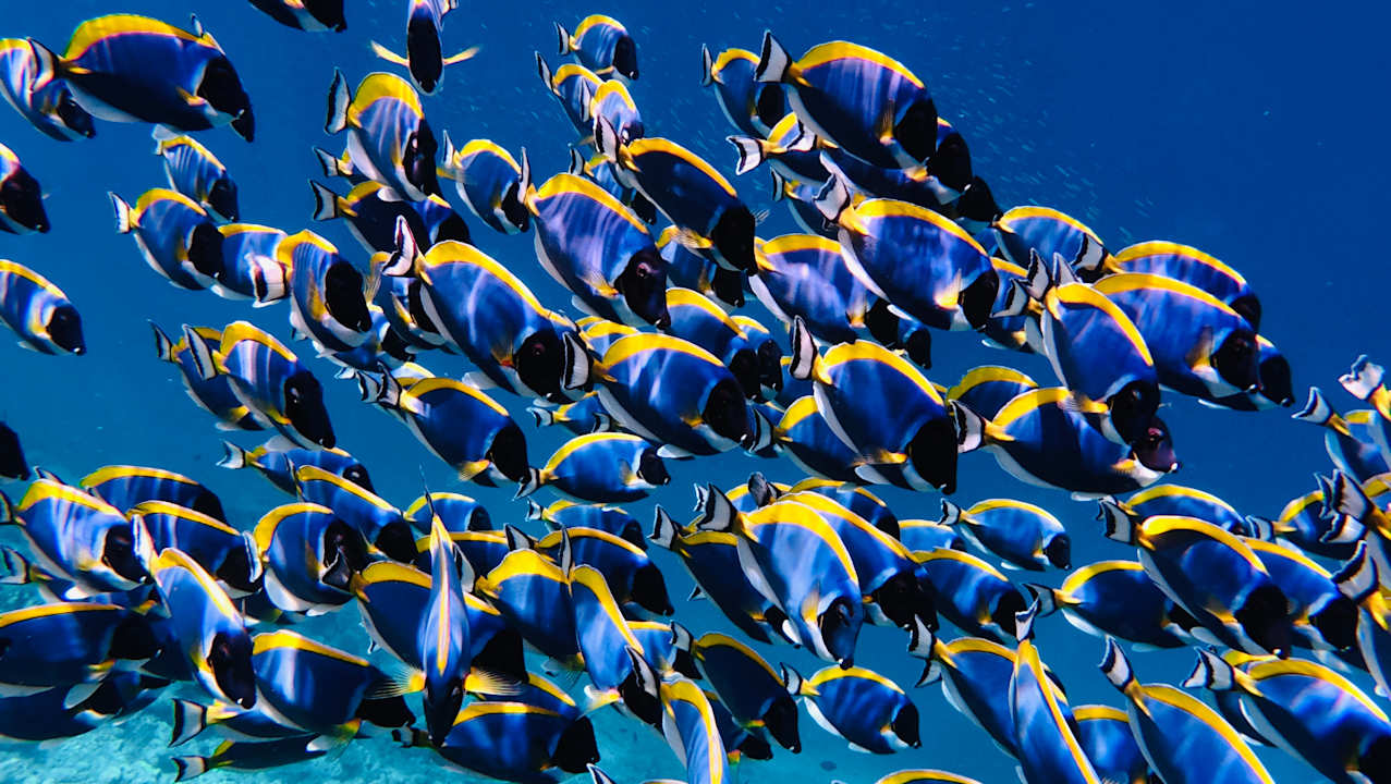 Sport & Freizeit Machchafushi Island Resort & Spa Maldives, The Centara Collection