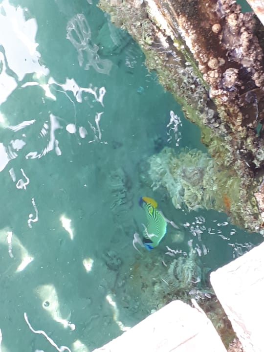 Strand Jaz Makadi Oasis Resort