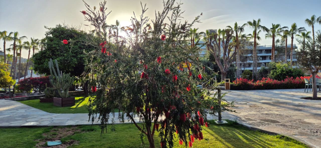 Gartenanlage Arum Barut Collection