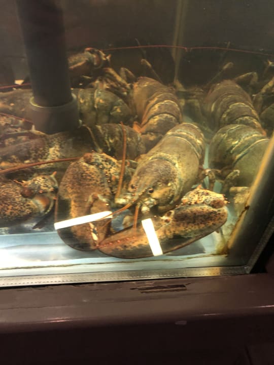 Gastro Maxx Royal Belek Golf Resort