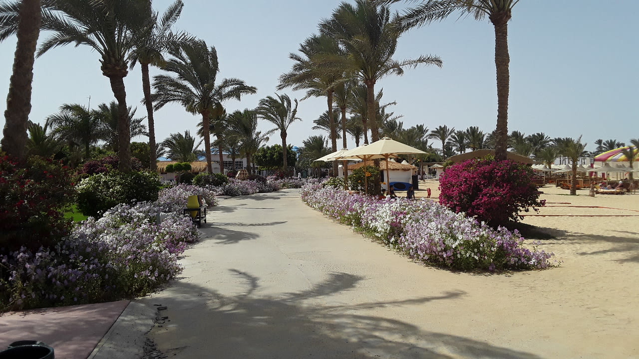 Gartenanlage Desert Rose