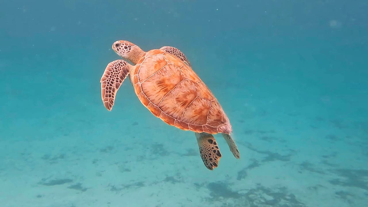 Sonstiges Jawakara Islands Maldives