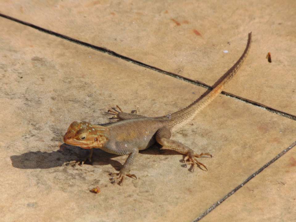 Pool Sofitel Malabo Sipopo Le Golf